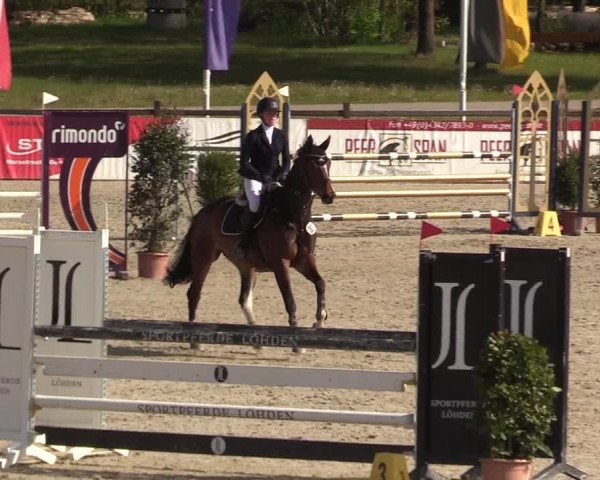 Reitturnier Westergellersen 2022