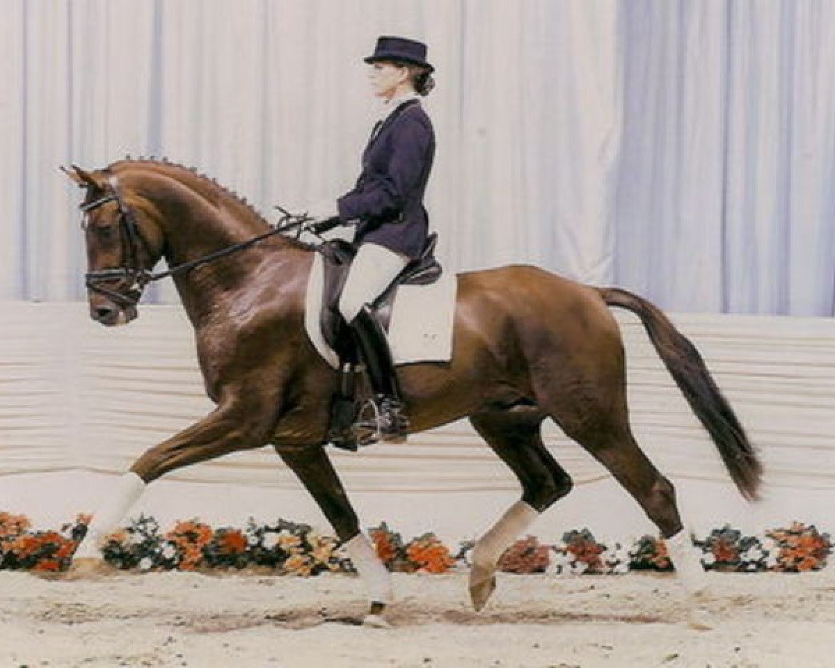Dressurpferd Don Walesko (Hannoveraner, 2001, von Donnerhall)