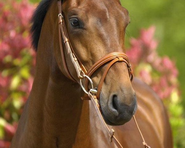 horse Schiller 3 (Westphalian, 2004, from Sunny-Boy)