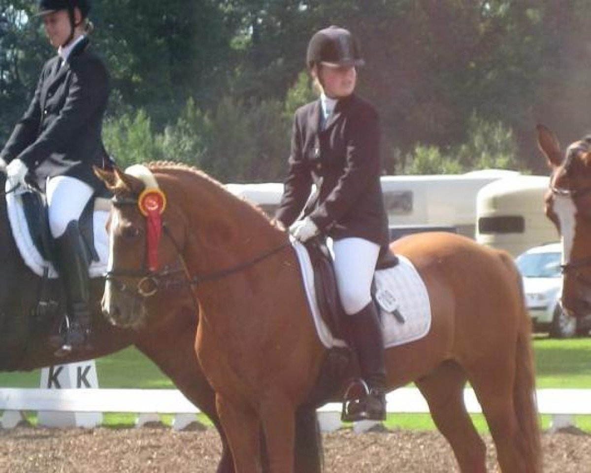 Cavallo da Dressage Vincent (Pony da Sella Tedesco, 1993, di VIP)