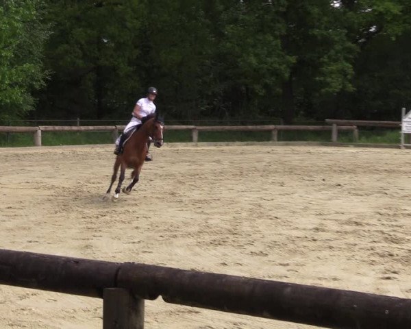 Reitturnier Rhede 2022