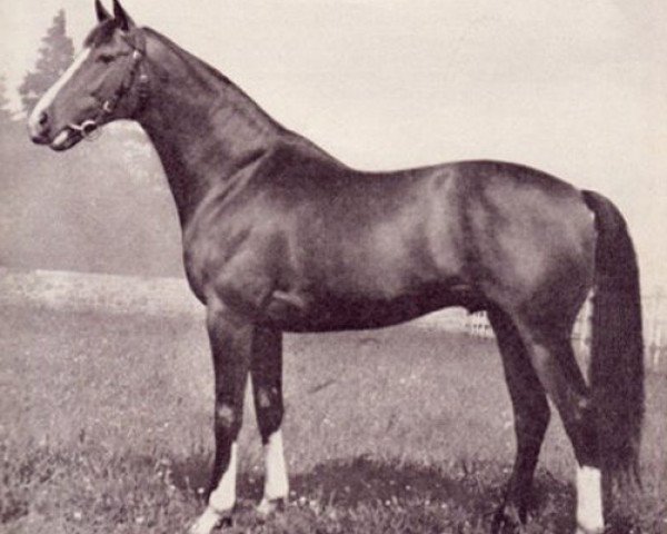 stallion Angeber xx (Thoroughbred, 1945, from Elritzling xx) stallion Angeber xx (Thoroughbred, 1945, from Elritzling xx)