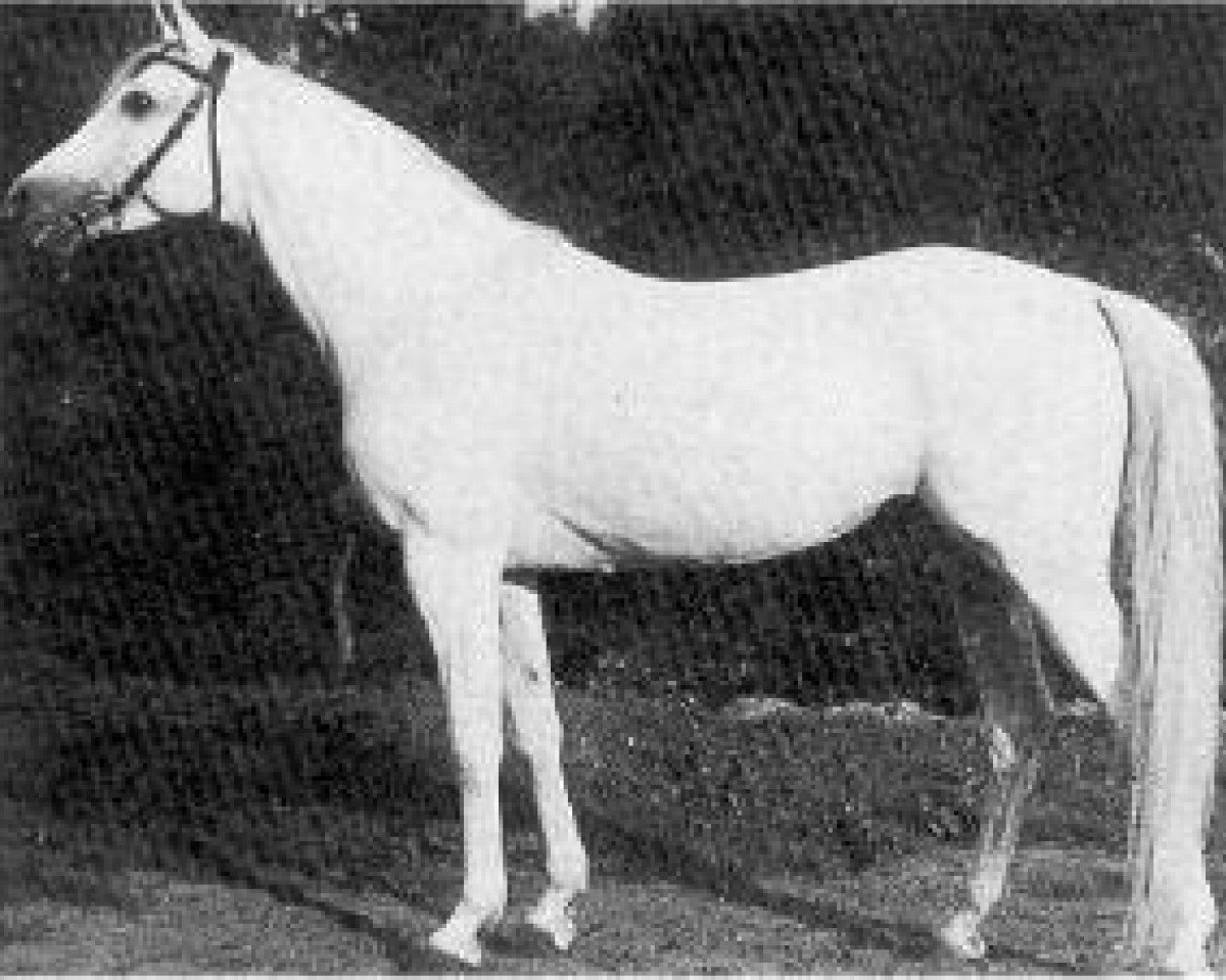 stallion Fetysz ox 1924 (Arabian purebred, 1924, from Bakszysz 1901 ox)