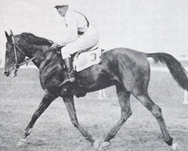 Deckhengst Landsknecht 1927 ox (Vollblutaraber, 1927, von Koheilan IV 1904 ox)