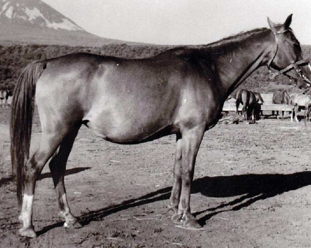 broodmare Laba 1944 ox (Arabian purebred, 1944, from Lowelas ox 4178)