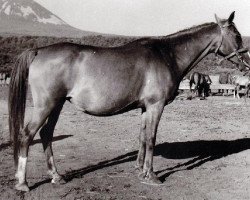 broodmare Laba 1944 ox (Arabian purebred, 1944, from Lowelas ox 4178)