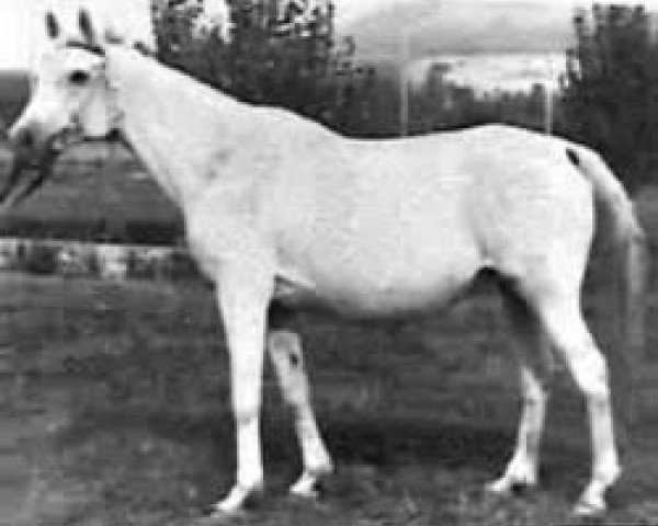 broodmare Teplitsa 1957 ox (Arabian purebred, 1957, from Priboj 1944 ox)