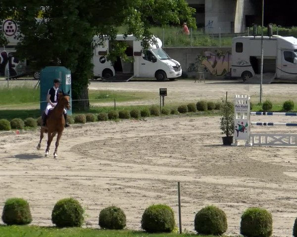 Reitturnier Basel Schänzli 2022