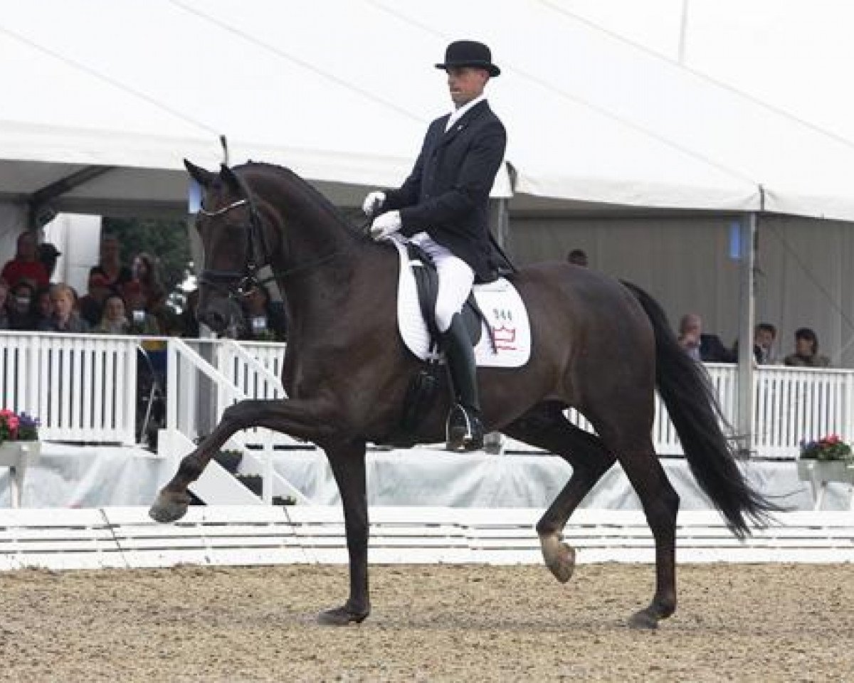 dressage horse Hoennerups Driver (Danish Warmblood, 2004, from Blue Hors Romanov)