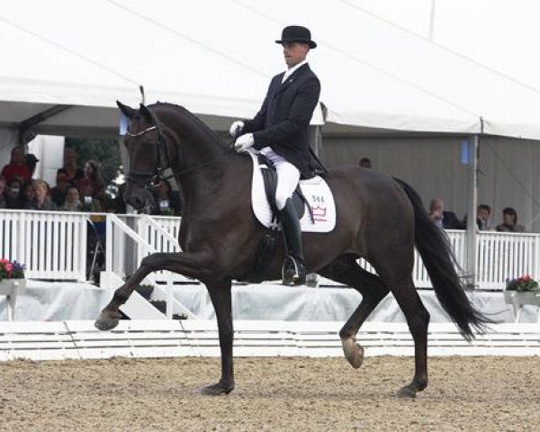 dressage horse Hoennerups Driver (Danish Warmblood, 2004, from Blue Hors Romanov)