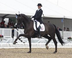 Dressurpferd Hoennerups Driver (Dänisches Warmblut, 2004, von Blue Hors Romanov)
