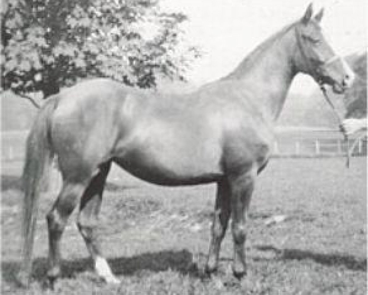 broodmare Rixalina 1929 ox (Arabian purebred, 1929, from Raseem 1922 ox)