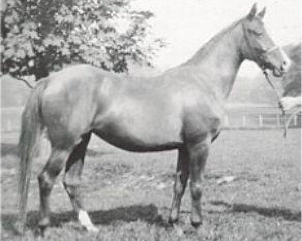broodmare Rixalina 1929 ox (Arabian purebred, 1929, from Raseem 1922 ox)