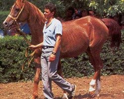 broodmare Nega 1968 ox (Arabian purebred, 1968, from Aswan 1958 EAO)