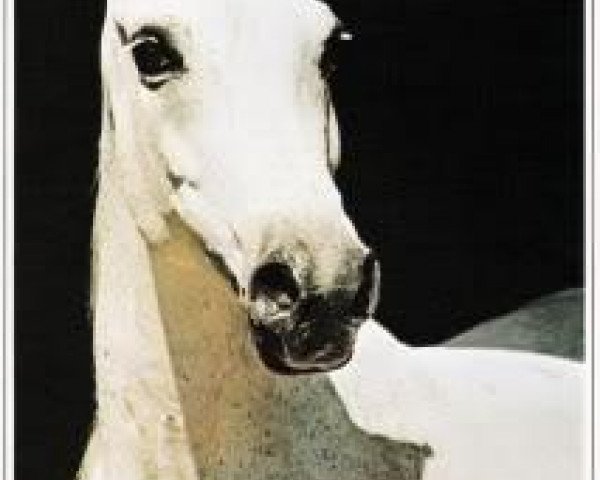 broodmare Naina 1961 ox (Arabian purebred, 1961, from Nil 1954 EAO) broodmare Naina 1961 ox (Arabian purebred, 1961, from Nil 1954 EAO)