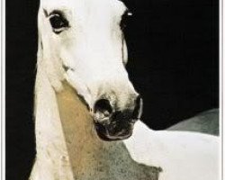 broodmare Naina 1961 ox (Arabian purebred, 1961, from Nil 1954 EAO)