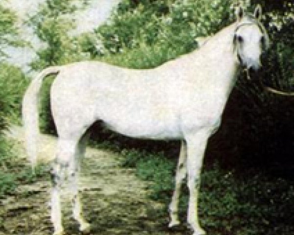 stallion Nil 1954 EAO (Arabian purebred, 1951, from Sid Abouhom 1936 RAS)