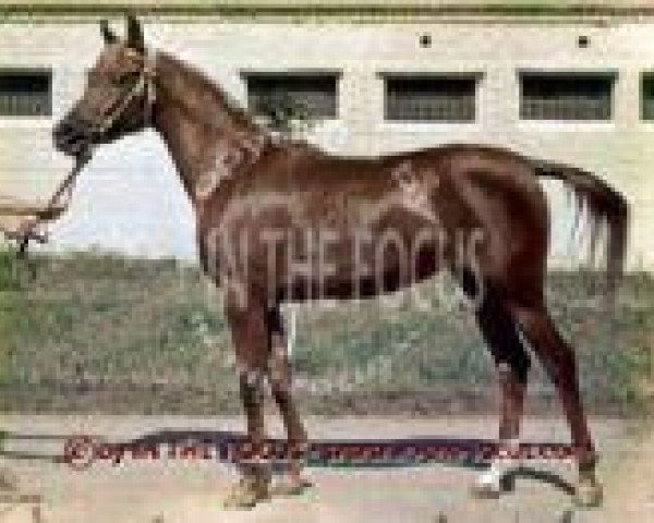 broodmare Nevada 1970 ox (Arabian purebred, 1970, from Aswan 1958 EAO)