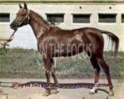 broodmare Nevada 1970 ox (Arabian purebred, 1970, from Aswan 1958 EAO)