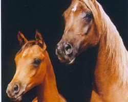 broodmare Neschi 1974 ox (Arabian purebred, 1974, from Kilimandscharo 1968 ox)