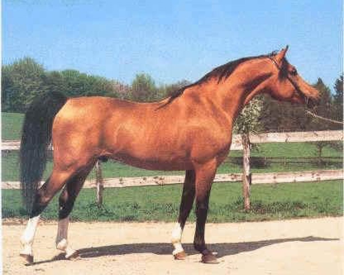 stallion Neman 1973 ox (Arabian purebred, 1973, from Nabeg 1966 ox)
