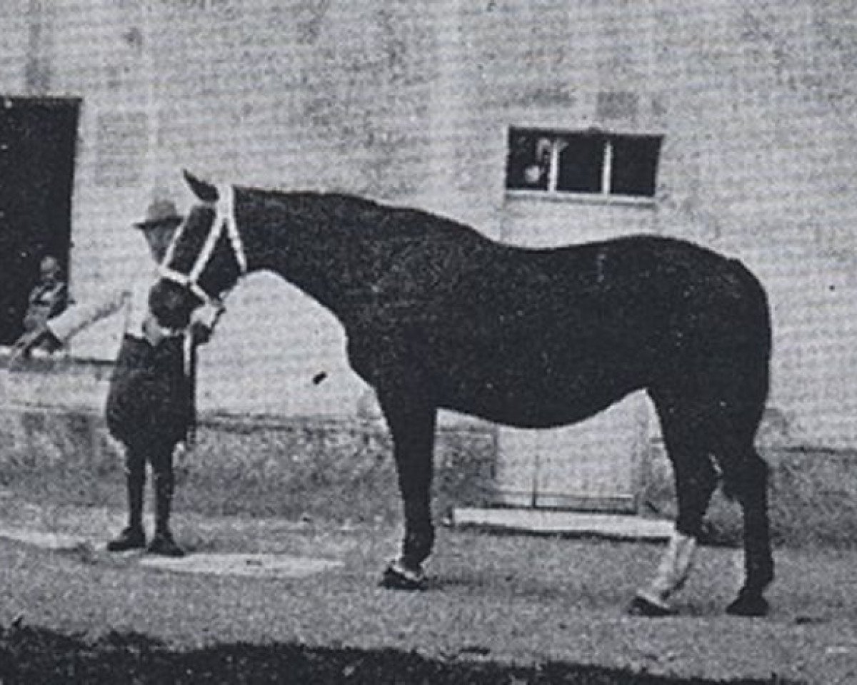 Zuchtstute Riquette AN (Anglo-Normanne, 1939, von Italien AN)