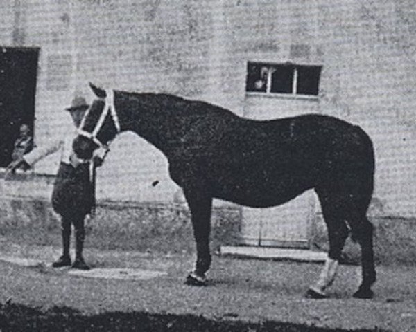 Zuchtstute Riquette AN (Anglo-Normanne, 1939, von Italien AN) Zuchtstute Riquette AN (Anglo-Normanne, 1939, von Italien AN)
