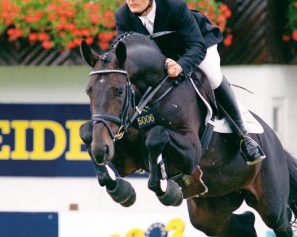 Deckhengst Cajus (Dänisches Warmblut, 1994, von Coronado I)