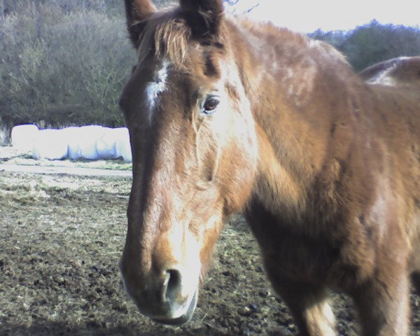 broodmare Wanja (Hessian Warmblood, 1979, from Wanfried)