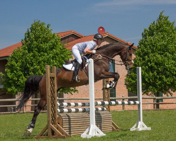 broodmare Aurora 47 (Holsteiner, 2008, from Licanto)