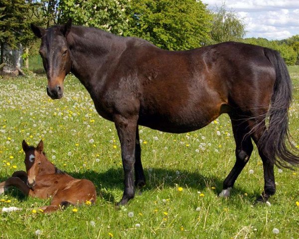 broodmare Chery (Hanoverian, 1988, from Charmeur)