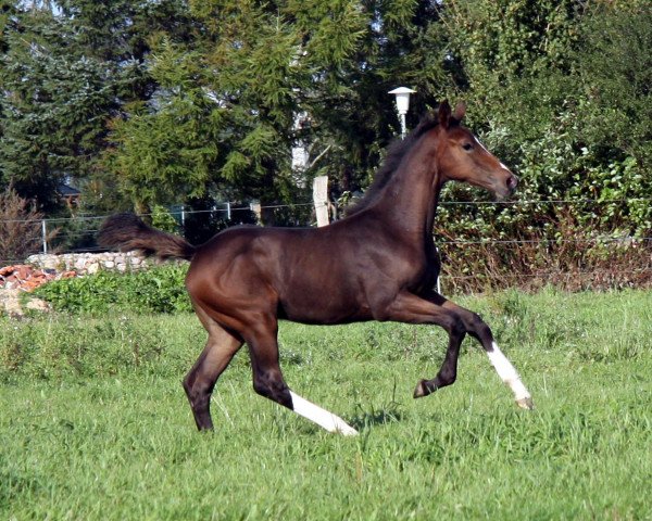 Zuchtstute Forest Lady (Holsteiner, 2010, von For Ever Jump)