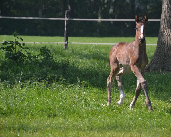 Pferd Seven (Hannoveraner, 2022, von So Perfect)