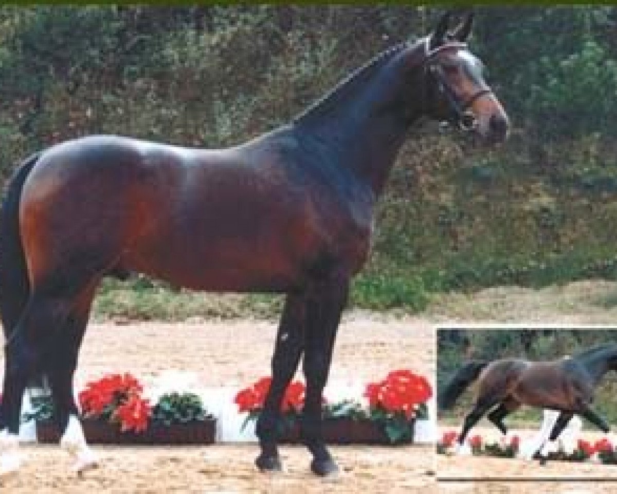 stallion Radjah Z (Oldenburg, 1985, from Ramiro Z)