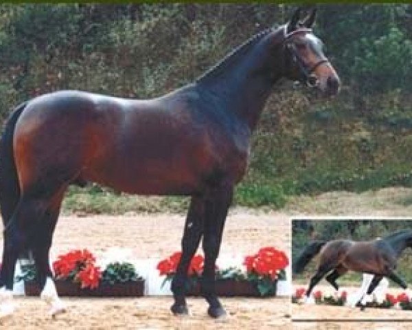 stallion Radjah Z (Oldenburg, 1985, from Ramiro Z)