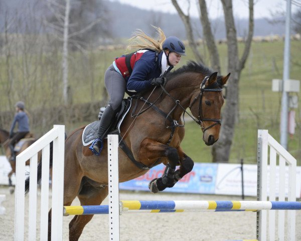 Springpferd Macho des Bles (Selle Français, 2000, von As de la Crasne) Springpferd Macho des Bles (Selle Français, 2000, von As de la Crasne)