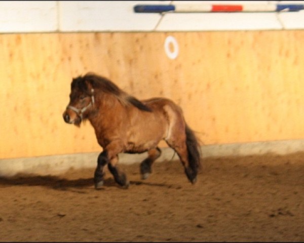 horse Schalenburgs Tamino (Shetland Pony, 2010, from Schalenburgs Twister)