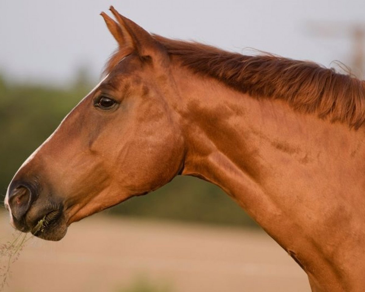 horse Finesse (Zweibrücken, 1999, from Fashion S)