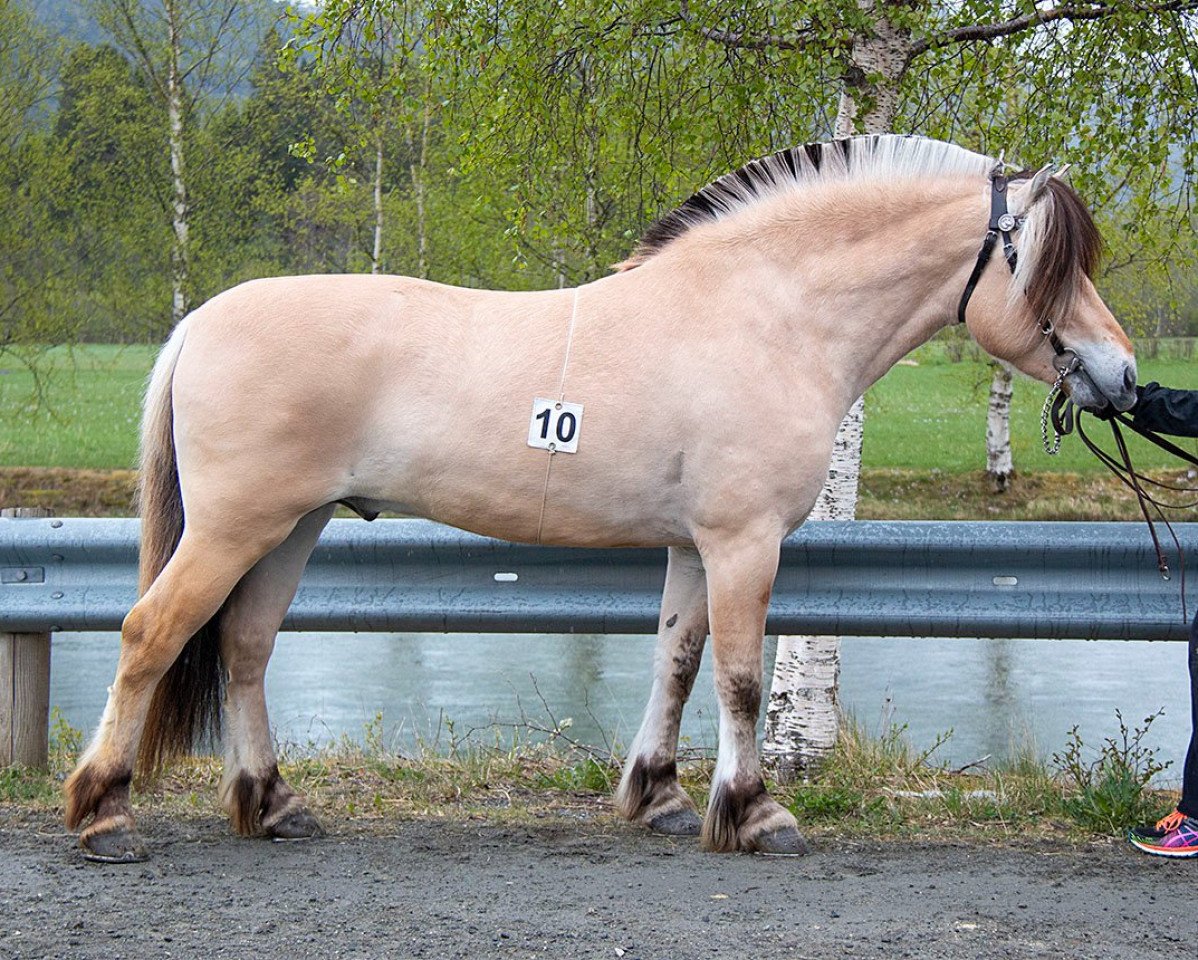 horse Pinsti Lindar (Fjord Horse, 2018, from Alme Baronen)