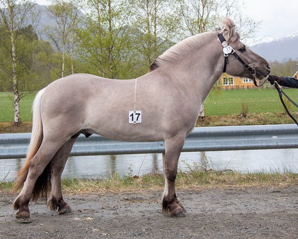 horse Herkules Karmir (Fjord Horse, 2019, from Caron vom Eekbarg)