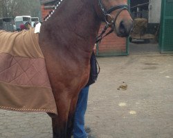 Cavallo FS Heiden 10 (Pony da Sella Tedesco, 2010, di Oosteinds Ricky)