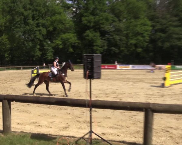 Reitturnier Rhede 2022