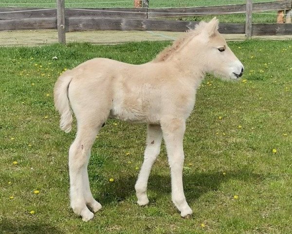 Pferd Kilian HW (Fjordpferd, 2022, von Kelvin)
