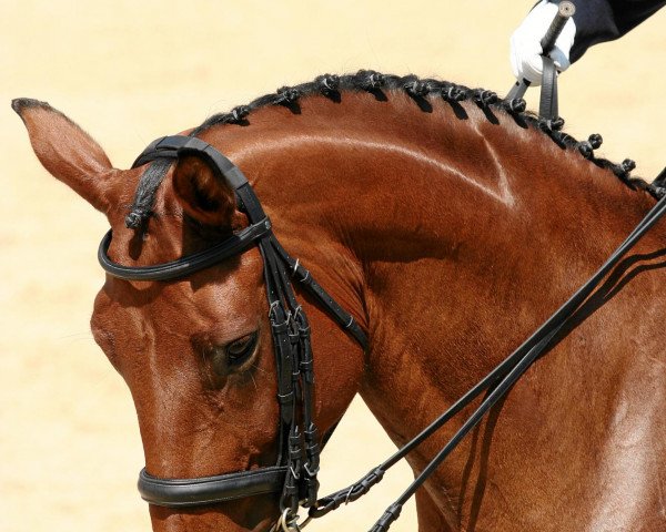 horse Gucci 60 (Hanoverian, 1996, from Grandseigneur)