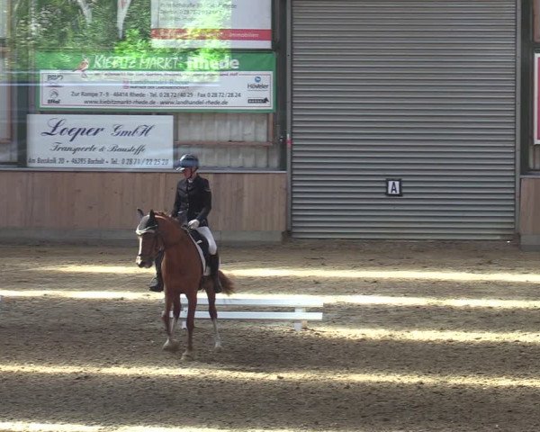 Reitturnier Rhede 2022