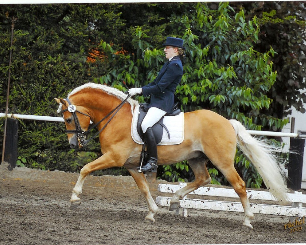 stallion Antares (1,17% ox) (Edelbluthaflinger, 2000, from Aldebaran)
