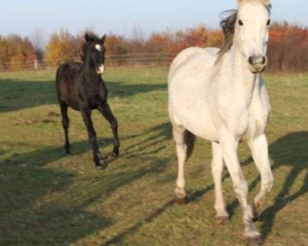 broodmare Ginger (Holländisches riding ponies, 2000, from Rutowski)
