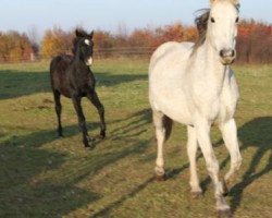broodmare Ginger (Holländisches riding ponies, 2000, from Rutowski)