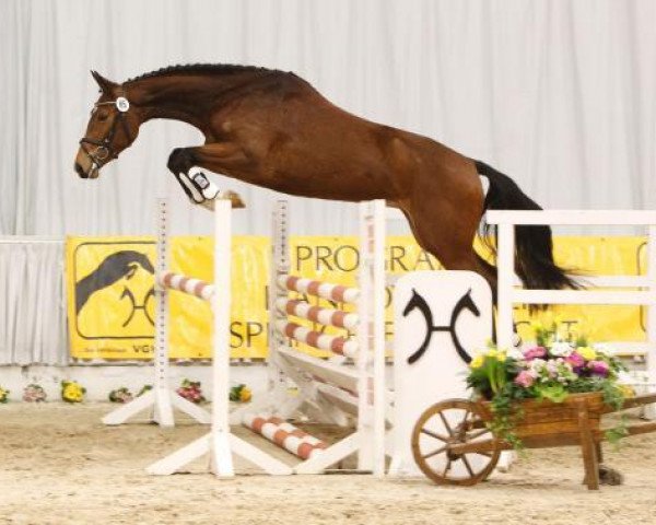 broodmare Las Vegas PJ (Hanoverian, 2010, from Light On OLD)