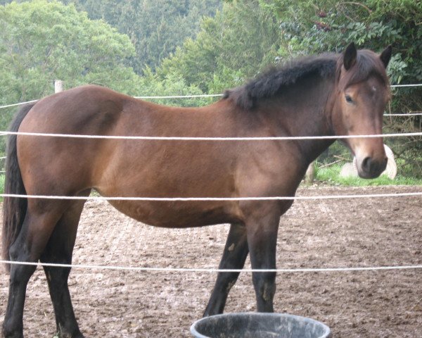 dressage horse Zawadi (Noric, 2011, from Wasil Nero XIV)